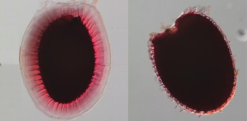 Cellulose: new understanding could lead to tailored biofuels