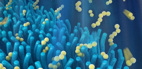 Next-generation smartphone battery inspired by the gut 
