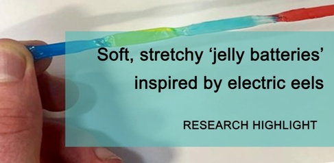 RESEARCH HIGHLIGHT - Soft, stretchy ‘jelly batteries’ inspired by electric eels