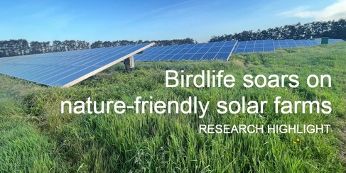 RESEARCH HIGHLIGHT - Birdlife soars on nature-friendly solar farms