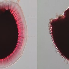 Cellulose: new understanding could lead to tailored biofuels