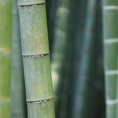 Visualising heat flow in bamboo could help design more energy-efficient and fire-safe buildings