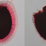 Cellulose: new understanding could lead to tailored biofuels