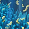 Next-generation smartphone battery inspired by the gut 