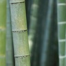 Visualising heat flow in bamboo could help design more energy-efficient and fire-safe buildings