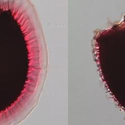 Cellulose: new understanding could lead to tailored biofuels