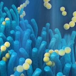 Next-generation smartphone battery inspired by the gut 