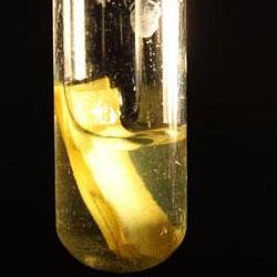 Scientists harness solar power to produce clean hydrogen from biomass