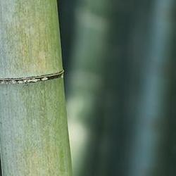 Visualising heat flow in bamboo could help design more energy-efficient and fire-safe buildings