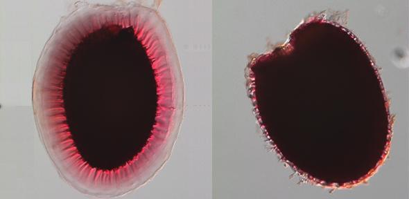 Cellulose: new understanding could lead to tailored biofuels