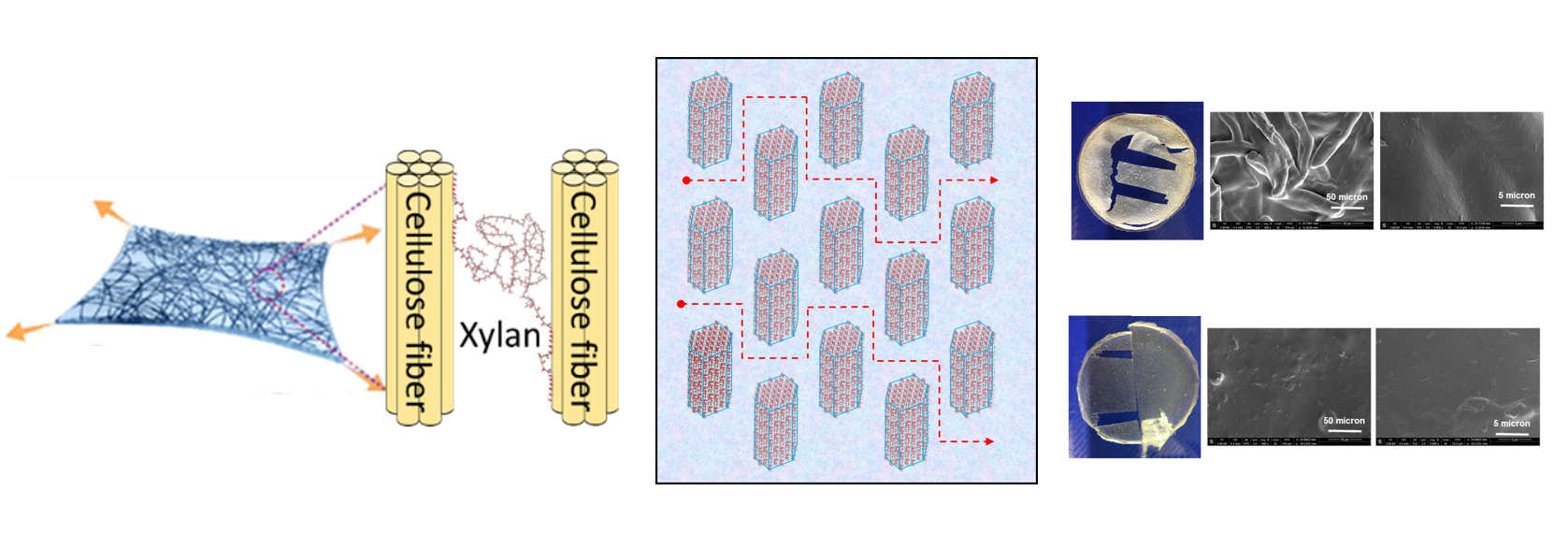 UKRI award for Smart Sustainable Plastic Packaging from Plants (S2UPPlant)
