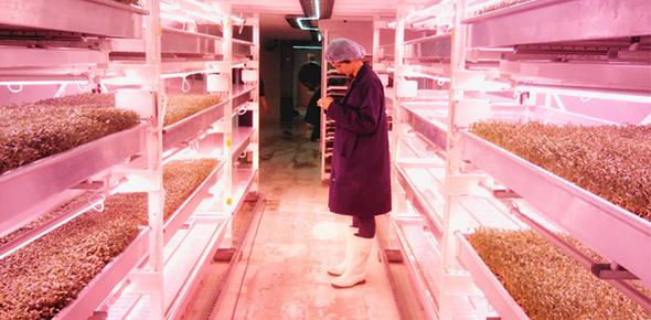 Growing Underground - Ruchi Choudhary
