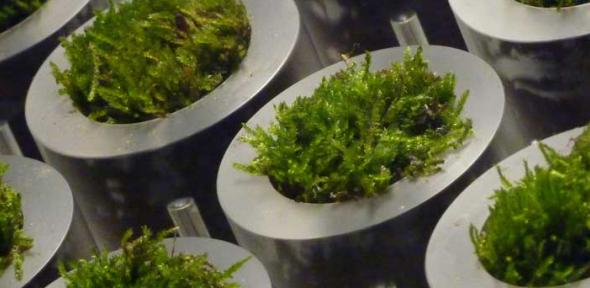 Close-up of the moss pots incorporated into a novel table developed at Cambridge University. Credit: Institute for Manufacturing
