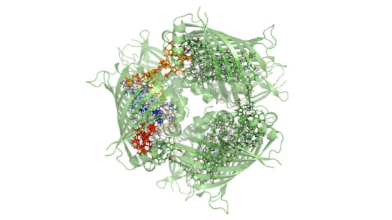 Structure of the Fenna-Matthews-Olson complexCredit: Dr Daniel Cole