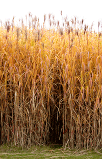 miscanthus_brown.gif