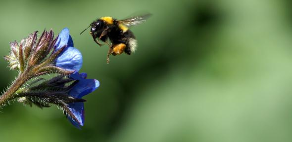 Global Food security -plan bee