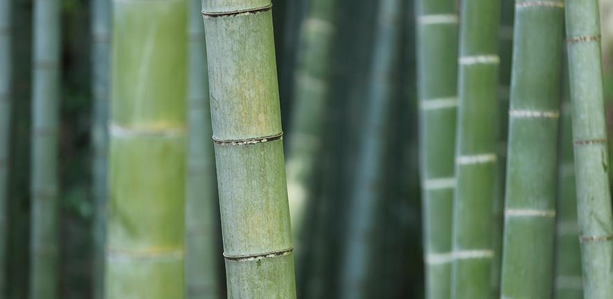 Visualising heat flow in bamboo could help design more energy-efficient and fire-safe buildings